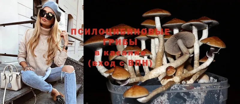 Псилоцибиновые грибы Psilocybine cubensis  Егорьевск 